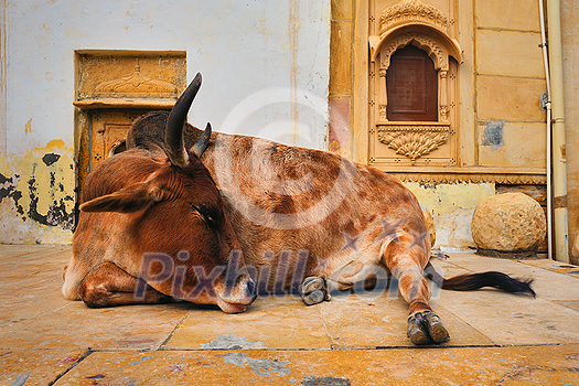 Indian cow resting sleeping in the street. Cow is a sacred animal in India. Jasialmer fort, Rajasthan, India Indian cow resting sleeping in the street. Cow is a sacred animal in India. Jasialmer fort, Rajasthan, India