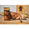 Indian cow resting sleeping in the street. Cow is a sacred animal in India. Jasialmer fort, Rajasthan, India