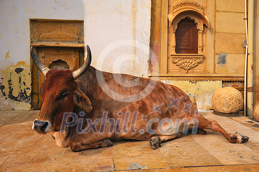 Indian cow resting sleeping in the street. Cow is a sacred animal in India. Jaisalmer fort, Rajasthan, India Indian cow resting sleeping in the street. Cow is a sacred animal in India. Jaisalmer fort, Rajasthan, India