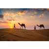 Indian cameleers (camel driver) bedouin with camel silhouettes in sand dunes of Thar desert on sunset. Caravan in Rajasthan travel tourism background safari adventure. Jaisalmer, Rajasthan, India