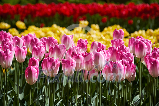 Blooming pink tulips flowerbed in Keukenhof flower garden, also known as the Garden of Europe, one of the world largest flower gardens and popular tourist attraction. Lisse, the Netherlands.