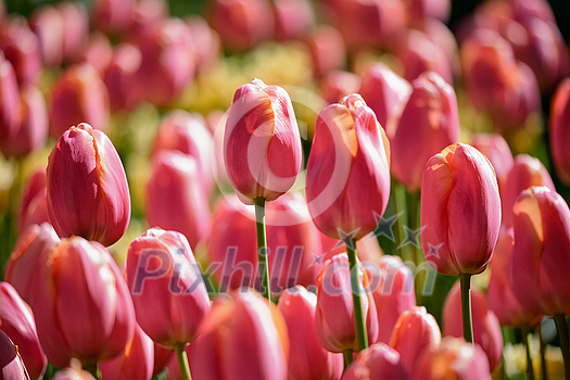 Blooming pink tulips flowerbed in Keukenhof flower garden, also known as the Garden of Europe, one of the world largest flower gardens and popular tourist attraction. Lisse, the Netherlands.