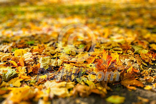 Autumn background - yellow and red fallen tree leaves foliage cover on the ground in fall close up shallow depth of field Autumn background - yellow and red fallen tree leaves foliage cover on the ground in fall close up shallow depth of field