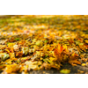 Autumn background - yellow and red fallen tree leaves foliage cover on the ground in fall close up shallow depth of field