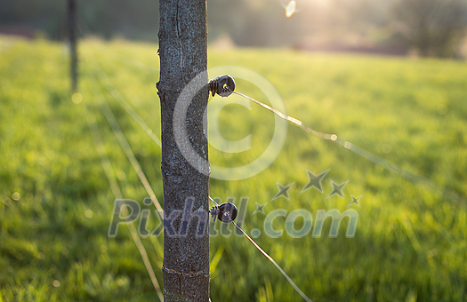 Electric fence around a pasture with animals grazing on fresh pasture grass Electric fence around a pasture with animals grazing on fresh pasture grass