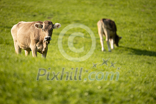 Cow grazing on a green alpine meadow in the Swiss Alps, Switzerland