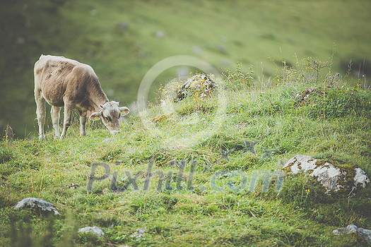 Cow grazing on a green alpine meadow in the Swiss Alps, Switzerland