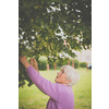 Elderly woman collects healing linden flowers (shallow DOF)