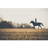 Female horse rider riding outdoors on her lovely horse