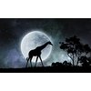 Natural Safari landscape and giraffe and full moon. Mixed media