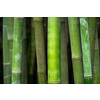 Bamboo close up in bamboo grove. Chengdu, China