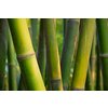 Bamboo close up in bamboo grove. China