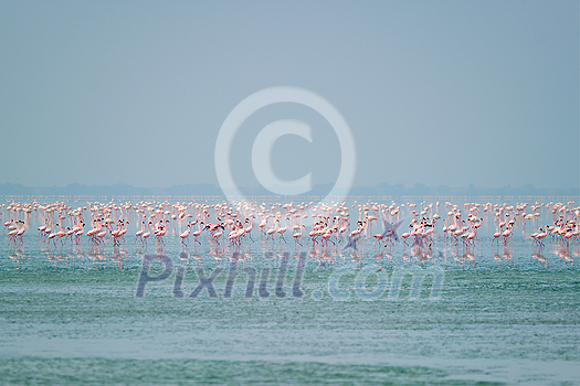 Pink flamingo birds walking in the Sambhar Salt Lake in Rajasthan. India