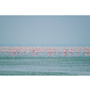 Pink flamingo birds walking in the Sambhar Salt Lake in Rajasthan. India