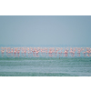Pink flamingo birds walking in the Sambhar Salt Lake in Rajasthan. India