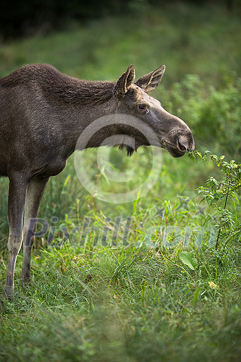 European Moose, Alces alces, also known as the elk European Moose, Alces alces, also known as the elk