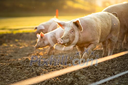Pigs eating on a meadow in an organic meat farm - wide angle lens shot