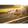 Pigs eating on a meadow in an organic meat farm - wide angle lens shot