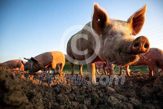 Pigs eating on a meadow in an organic meat farm - wide angle lens shot