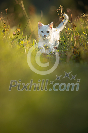 Pretty, young woman with her large black dog on a lovely sunlit meadow in warm evening light, playing together Pretty, young woman with her large black dog on a lovely sunlit meadow in warm evening light, playing together