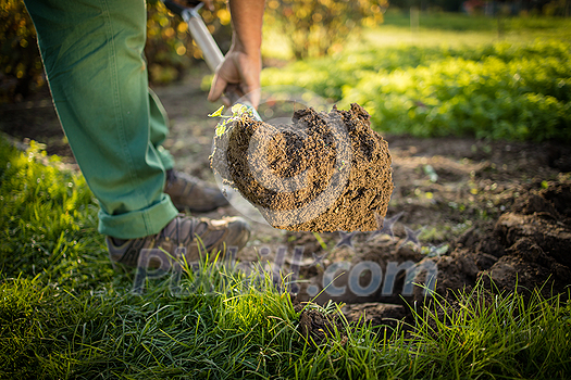 Senior gardener gardening in his permaculture garden - holding a spade Senior gardener gardening in his permaculture garden - holding a spade