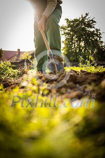 Senior gardener gardening in his permaculture garden - using a spade Senior gardener gardening in his permaculture garden - using a spade