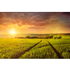 Beuatiful sunset in fields of Moravia, Czech Republic. With light leak and lens flare