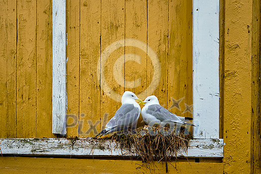 Seagulls couple two birds on nest against yellow wall. Lofoten islands, Norway Seagulls couple two birds on nest against yellow wall. Lofoten islands, Norway