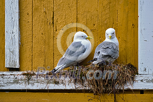 Seagulls couple two birds on nest against yellow wall. Lofoten islands, Norway