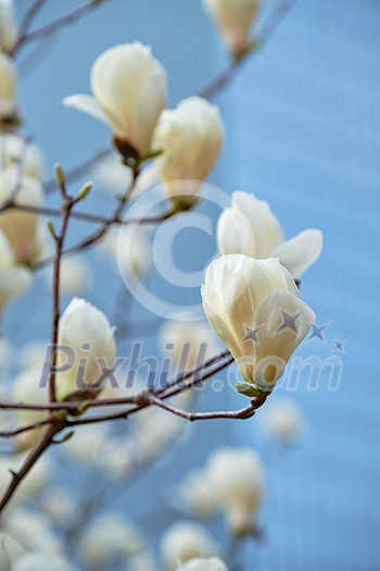 Blooming flower blossoms flowers in Yeouido Park public park in Seoul, Korea Blooming flower blossoms flowers in Yeouido Park public park in Seoul, Korea