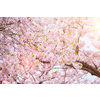 Blooming sakura cherry blossom close up background in spring, South Korea. With sun and lens flare