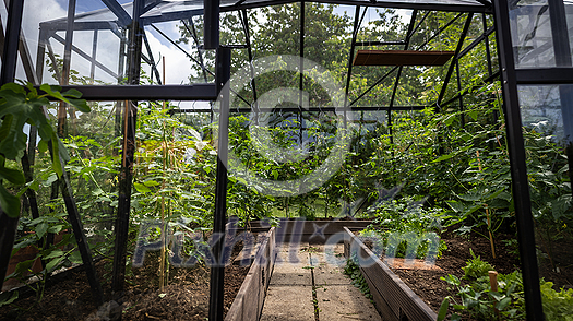 Plants and flowers inside a vintage greenhouse Plants and flowers inside a vintage greenhouse