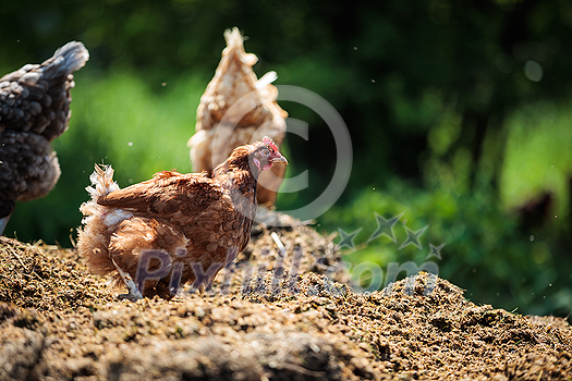 Hen in a farmyard (Gallus gallus domesticus) Hen in a farmyard (Gallus gallus domesticus)