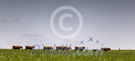 Cows on free grazing. Livestock farm. Cows walking on green grass field on a sunny summer day. Cows on free grazing. Livestock farm. Cows walking on green grass field on a sunny summer day.