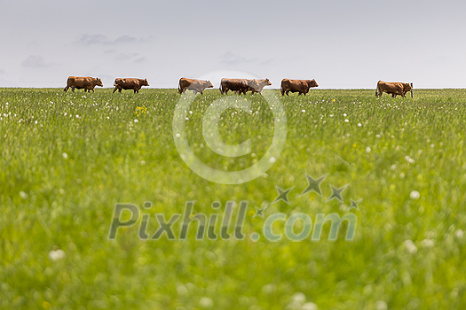 Cows on free grazing. Livestock farm. Cows walking on green grass field on a sunny summer day. Cows on free grazing. Livestock farm. Cows walking on green grass field on a sunny summer day.