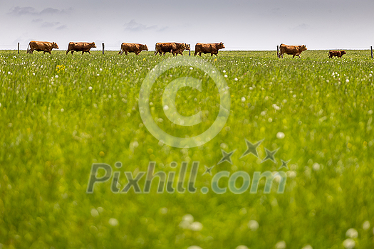 Cows on free grazing. Livestock farm. Cows walking on green grass field on a sunny summer day. Cows on free grazing. Livestock farm. Cows walking on green grass field on a sunny summer day.