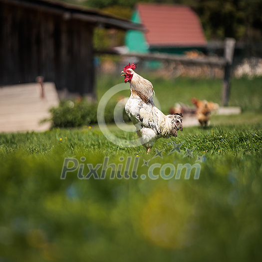 Hen in a farmyard (Gallus gallus domesticus)