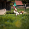 Hen in a farmyard (Gallus gallus domesticus)