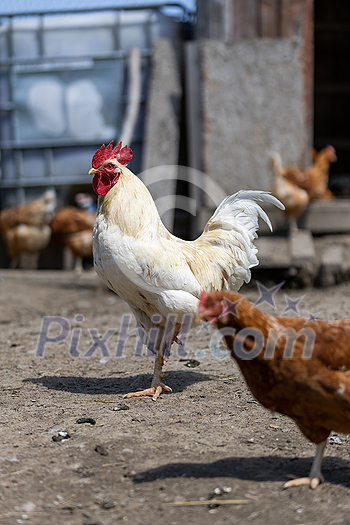 Hen in a farmyard (Gallus gallus domesticus)