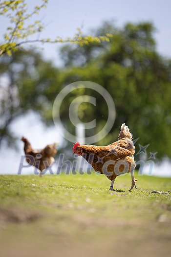 Hen in a farmyard (Gallus gallus domesticus) Hen in a farmyard (Gallus gallus domesticus)