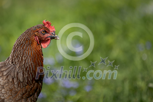 Hen in a farmyard (Gallus gallus domesticus) Hen in a farmyard (Gallus gallus domesticus)