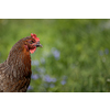 Hen in a farmyard (Gallus gallus domesticus)