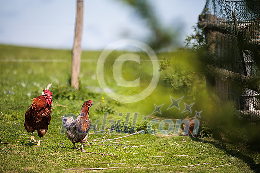 Hen in a farmyard (Gallus gallus domesticus) Hen in a farmyard (Gallus gallus domesticus)