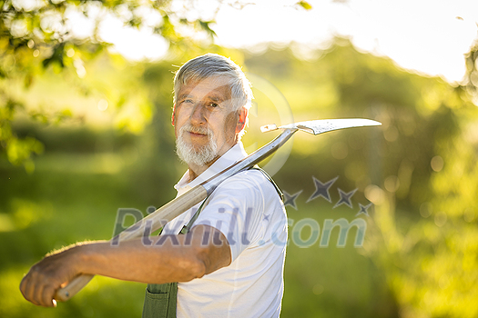 Senior gardener gardening in his permaculture garden - holding a spade Senior gardener gardening in his permaculture garden - holding a spade