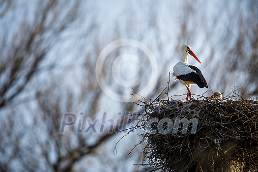 Elegant white stork (Ciconia ciconia) during the nesting season, busy taking care of his little ones Elegant white stork (Ciconia ciconia) during the nesting season, busy taking care of his little ones
