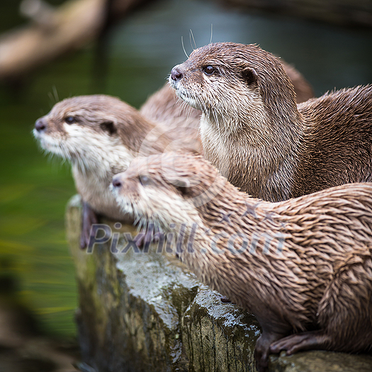 An oriental small-clawed otter / Aonyx cinerea / Asian small-clawed otter An oriental small-clawed otter / Aonyx cinerea / Asian small-clawed otter
