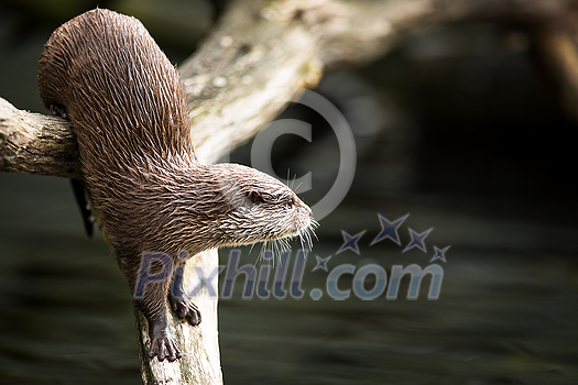 An oriental small-clawed otter / Aonyx cinerea / Asian small-clawed otter An oriental small-clawed otter / Aonyx cinerea / Asian small-clawed otter