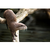An oriental small-clawed otter / Aonyx cinerea / Asian small-clawed otter