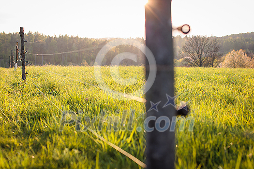 Electric fence around a pasture with animals grazing on fresh pasture grass Electric fence around a pasture with animals grazing on fresh pasture grass