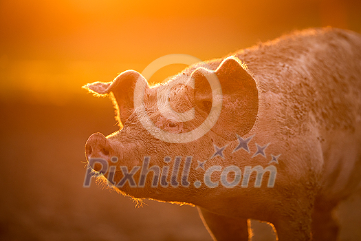 Pigs eating on a meadow in an organic meat farm Pigs eating on a meadow in an organic meat farm